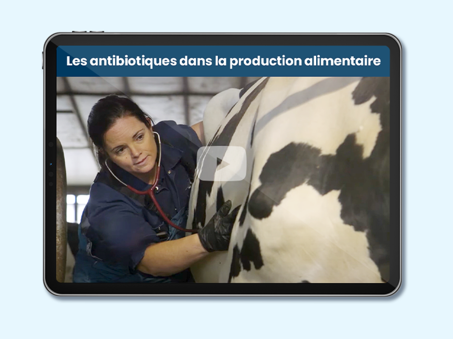 Vétérinaire avec une vache et un stétoscope. Texte sur l'image: Antibiotiques dans la production alimentaire