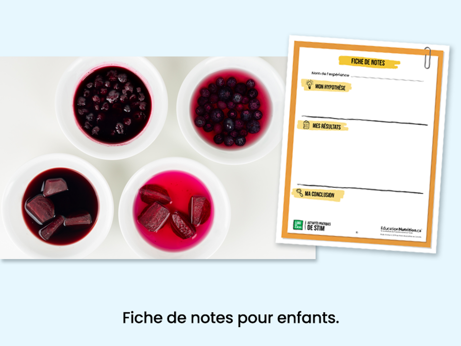 Colorants à base d’aliments - Fiche de notes pour les enfants - Programme Le labo des aliments - STIM