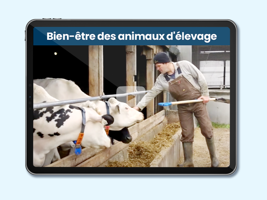 Un fermier qui nourrit les vaches dans une grange. Texte sur l'image: Bien-être des animaux d'élevage